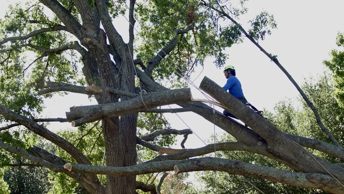 Professional Crown Thinning performed by certified arborists in Dearing